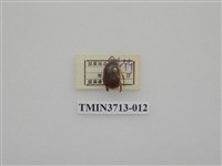 藏品(金龜子科)的圖片